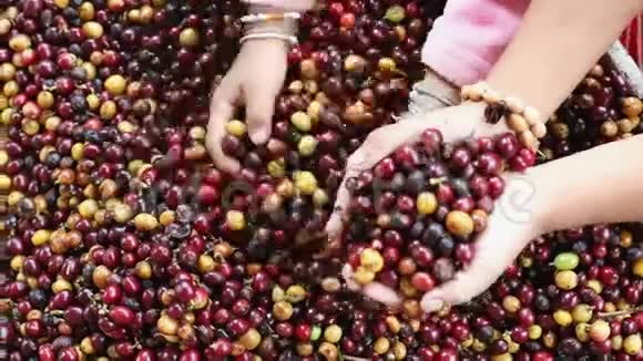 山区部落儿童手中阿拉比卡咖啡浆果视频的预览图