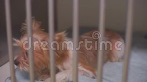 狗和兔子关在笼子里视频的预览图