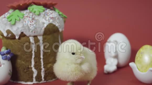 毛茸茸的小鸡在复活节蛋糕兔子和五颜六色的鸡蛋附近咯咯作响红色背景视频的预览图