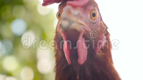 一只鸡的特写看着摄像机慢动作视频的预览图