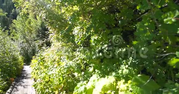 茂密的绿色树叶几乎覆盖了Timpanogos山平底锅顶部左侧的小径视频的预览图