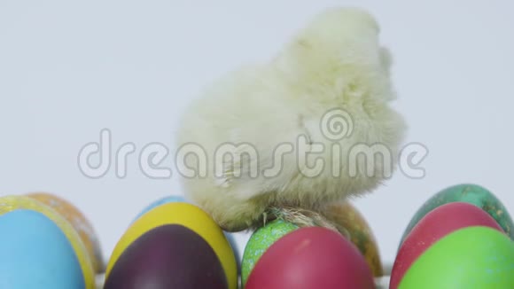 小小鸡坐在五颜六色的复活节彩蛋上白色背景关门视频的预览图