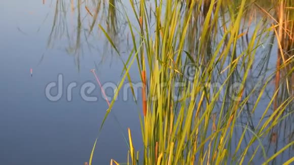 芦苇丛漂浮在湖或池塘水的背景上钓竿自然保育康乐概念视频的预览图
