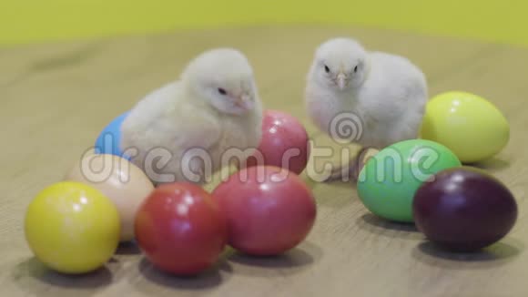 黄色背景的小鸡和复活节彩蛋毛茸茸的小鸡小鸟视频的预览图