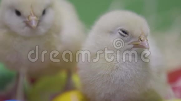 两只小鸡窝在复活节彩蛋上绿色背景宏观视频的预览图