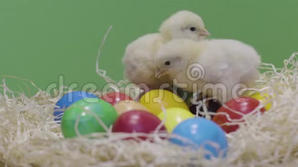 小鸡在玩五颜六色的复活节彩蛋绿色背景毛茸茸的小妞视频的预览图