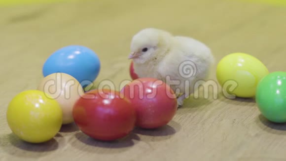 木制背景的小鸡和复活节彩蛋毛茸茸的小妞小鸟视频的预览图