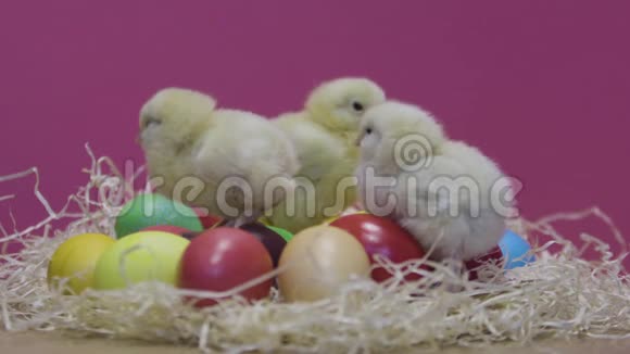 小鸡在玩五颜六色的复活节彩蛋粉色背景毛茸茸的小鸡视频的预览图