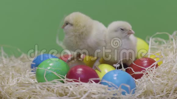 小鸡咯咯地吃着五颜六色的复活节彩蛋绿色背景毛茸茸的小妞视频的预览图