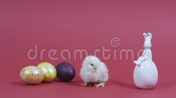 可爱的小鸡咯咯复活节兔子和五颜六色的鸡蛋粉色背景视频卡视频的预览图