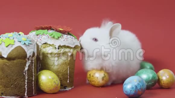 小兔子吃复活节蛋糕火锅五颜六色的装饰鸡蛋红色背景视频的预览图