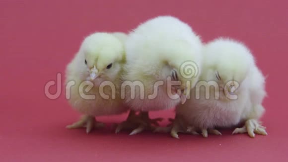 三只有趣的小鸡复活节的象征毛茸茸的小鸡粉色背景视频的预览图