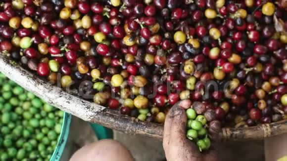 工人挑选从红色浆果中切出的绿色阿拉伯咖啡浆果视频的预览图