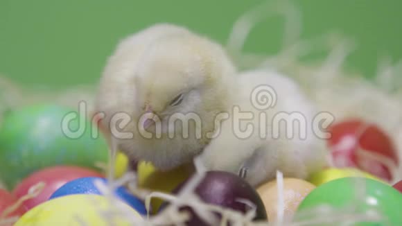 两只睡意朦胧的毛茸茸的小鸡在巢里吃复活节彩蛋绿色背景关门视频的预览图