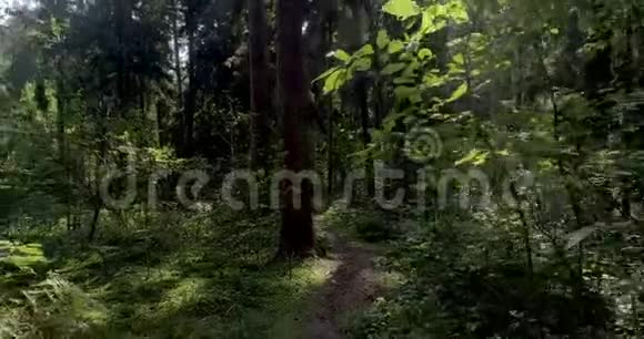 穿过加拿大茂密的针叶林天仙稀有品种植物视频的预览图