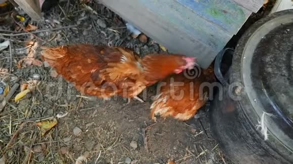 农村的两只棕色母鸡吃谷物慢动作特写视频的预览图