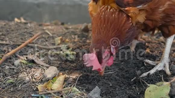 一只漂亮的鸡在地上寻找虫子乡村慢动作特写视频的预览图