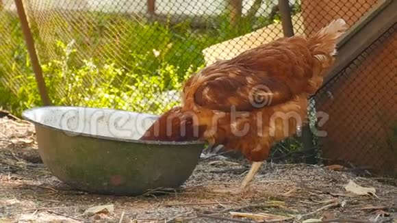 农村的鸡在碗里吃小麦在露天慢动作视频的预览图