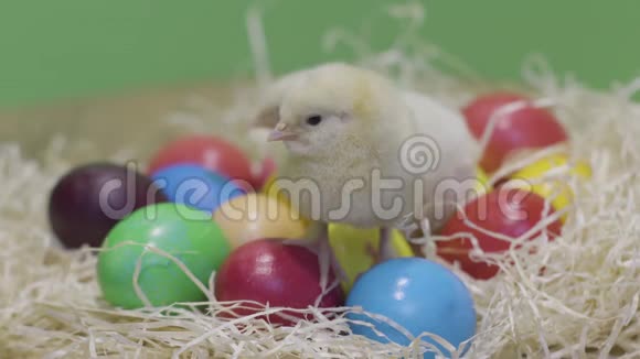 两只毛茸茸的小鸡和巢中的复活节彩蛋小鸟绿色背景视频的预览图