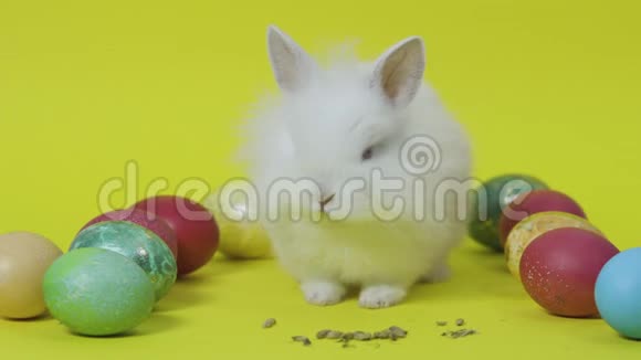 复活节兔子在黄色背景下吃鸡蛋之间的饲料小白兔视频的预览图