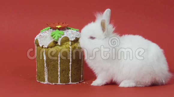 小白兔吃复活节蛋糕软糖红色背景关门视频的预览图