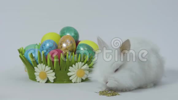 小复活节兔子和春天的篮子里有五颜六色的鸡蛋白色背景视频的预览图