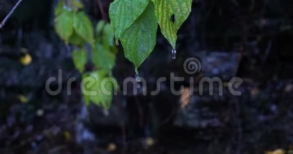 靠近一些生机勃勃的绿叶挂在犹他州山谷远足小径上的瀑布上视频的预览图