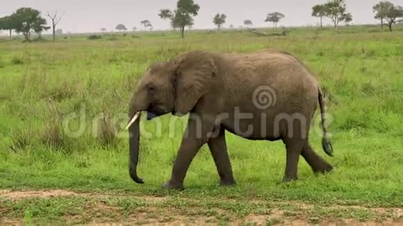 大象生活在野外野生大草原坦桑尼亚视频的预览图