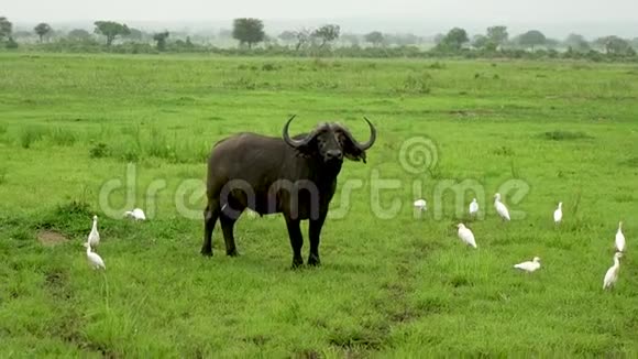非洲野牛与鸟类在野生大草原危险视频的预览图