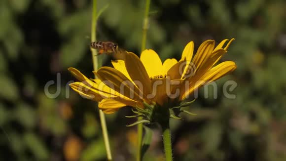 蜜蜂收集花粉视频的预览图
