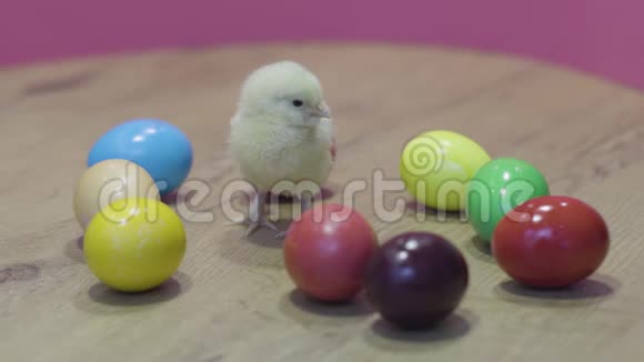 复活节鸡和彩色鸡蛋放在木桌上粉色背景毛茸茸的小妞视频的预览图