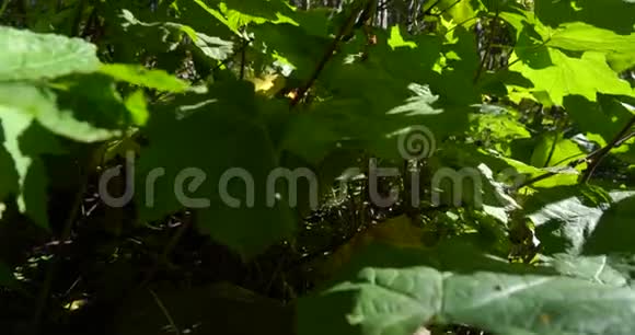 在茂密的森林中一片明亮茂盛的绿色树叶的垂直平底锅明亮的光线穿透了树叶视频的预览图
