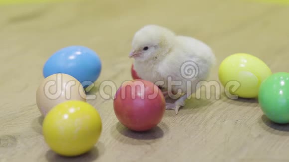 小鸡咯咯木桌上放复活节彩蛋毛茸茸的小妞小鸟视频的预览图