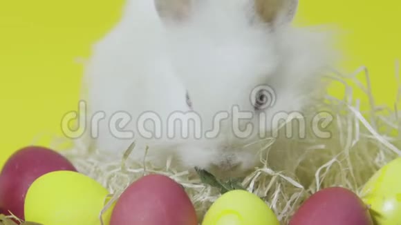 白色的复活节小兔子吃彩色鸡蛋上的叶子黄色背景关门视频的预览图