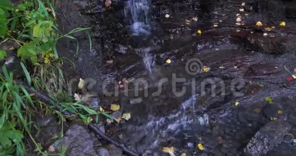 流水的小溪把鲜艳的绿叶和飞溅的水对比起来视频的预览图