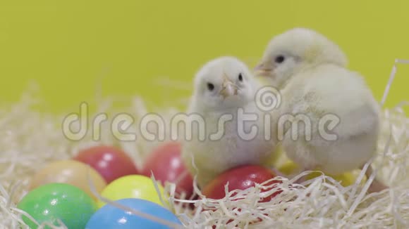 小鸡在玩五颜六色的复活节彩蛋黄色背景毛茸茸的小妞视频的预览图