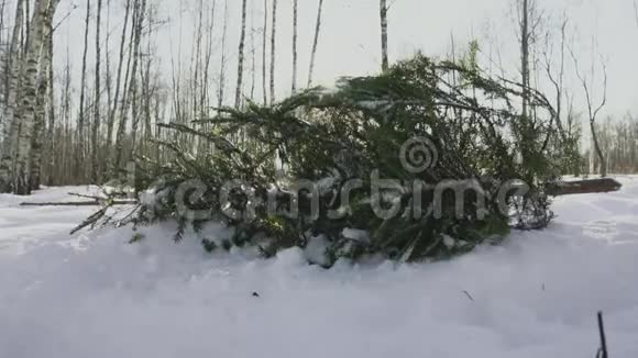 在森林里冬天的雪中有一棵枯萎的树新年和平安夜假期开始的概念视频的预览图
