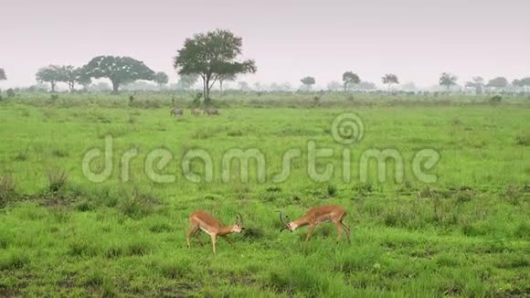 非洲羚羊在野生大草原上教儿童战斗坦桑尼亚视频的预览图