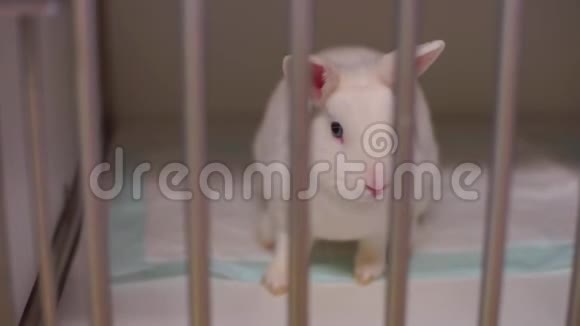 狗和兔子关在笼子里视频的预览图