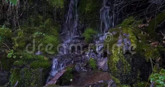 一段固定的视频拍摄了日出前在小径旁的瀑布上从苔藓中掉下来的水视频的预览图
