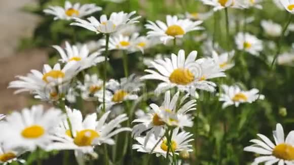 美丽的雏菊花在春天的草地上白花在夏田里摇动风特写视频的预览图