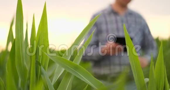 镜头耀斑特写农民在日落时手摸着田里的玉米叶子检查玉米的质量视频的预览图