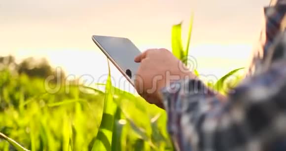 镜头耀斑特写农民在日落时手摸着田里的玉米叶子检查玉米的质量视频的预览图
