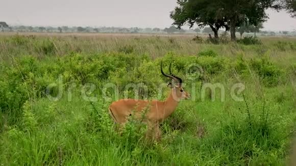 非洲羚羊躲在野生大草原上草地视频的预览图