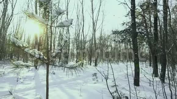 人们拖着一棵被砍下来的圣诞树来到他的家在城里新年前的雪地里走在森林里视频的预览图