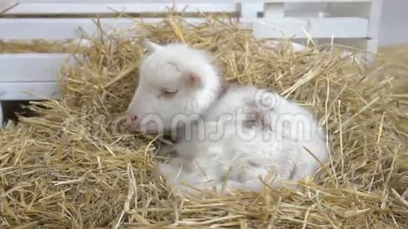 农场里睡在稻草上的小山羊视频的预览图