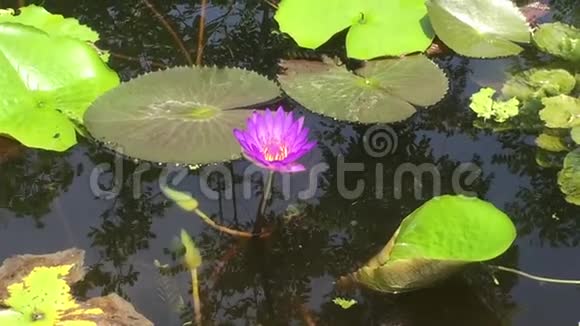 美丽的紫莲花粉虫吸虫视频的预览图