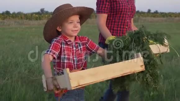 家庭幸福收获团队合作日落时分一家人在田野里收获蔬菜农业经营理念农场视频的预览图