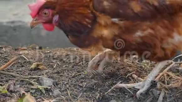 一只鸡在地上挖乡村庭院动作缓慢特写视频的预览图