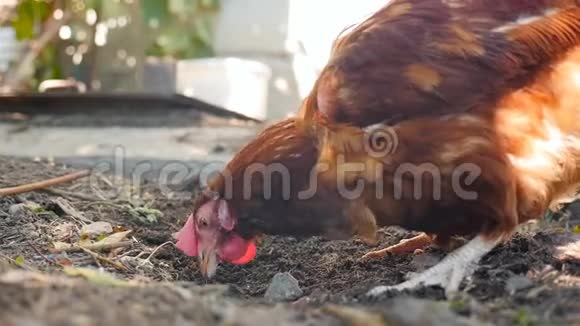 农村鸡在地上挖乡村慢动作特写视频的预览图